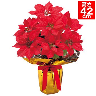 ポインセチアバリューラッピング（9輪）