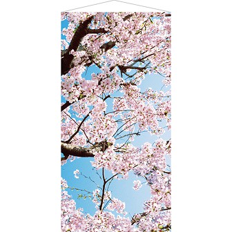 青空桜タペストリー(防炎加工)