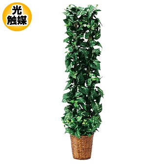 ポトスポールダブル