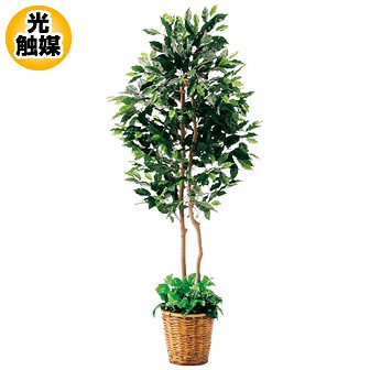 ［大型送料］フィカスツイン