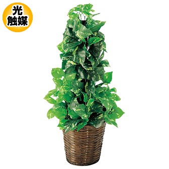 ポトスポール（M）