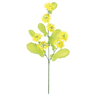 菜の花スプレー（3本枝）