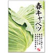 A3ポスター 春キャベツ