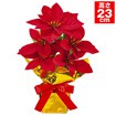 ポインセチアローコストポット