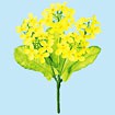 ニュー菜の花ブッシュ