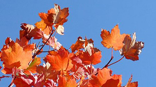 【秋のイベントといえば？】 秋の催事・イベントをまとめてみた。