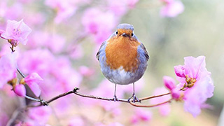 【春のイベントといえば？】 春の催事・イベントをまとめてみた。