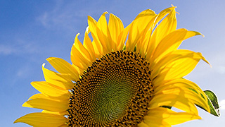 【夏のイベントといえば？】 夏の催事・イベントをまとめてみた。