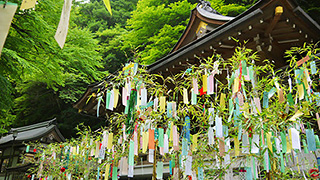  【七夕の豆知識】七夕の「竹」と「笹」の違いって？　七夕はどっちを飾る！？